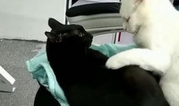 抖音网红大鹅,萌态可掬，圈粉无数